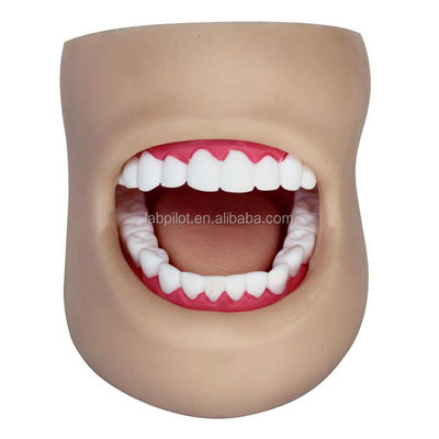 Human Life Size Plastic Dental Teeth Care Model with Face and Tongue