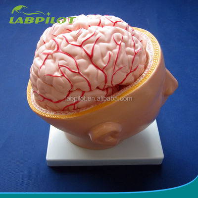 Biological School Exhibit Brain Model Human Life Size with Arteries and Head Advanced PVC