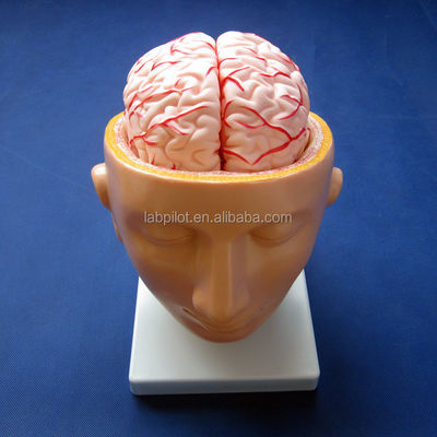 Biological School Exhibit Brain Model Human Life Size with Arteries and Head Advanced PVC