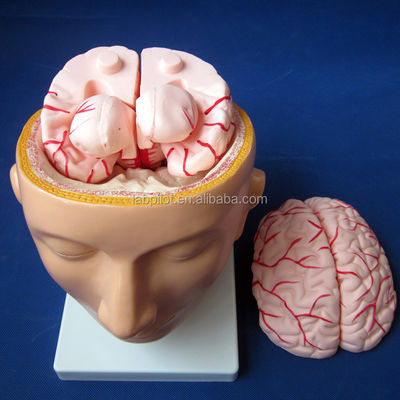 Biological School Exhibit Brain Model Human Life Size with Arteries and Head Advanced PVC
