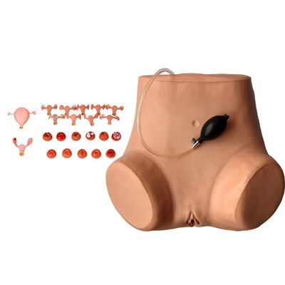 Manikin for Multi-functional Gynecologist Nursing Training Vaginal Examination Model