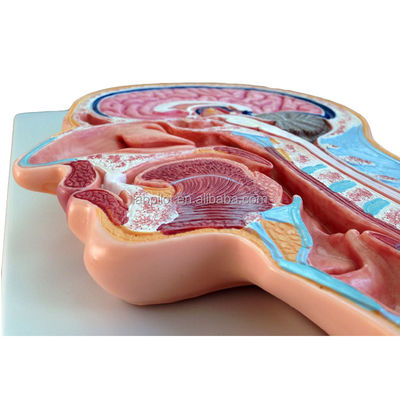 Categories Nervous System Anatomy Model Median Sectioned Head and Brain Model for Hospitals