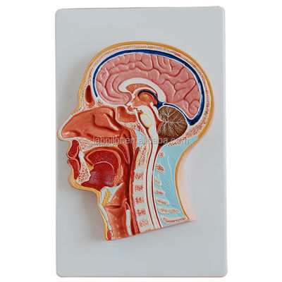 Categories Nervous System Anatomy Model Median Sectioned Head and Brain Model for Hospitals
