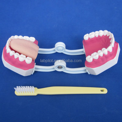 Human Life Size Dental Model 28 Teeth Tooth Brushing Model for Kindergarten Teaching