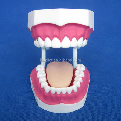 Human Life Size Dental Model 28 Teeth Tooth Brushing Model for Kindergarten Teaching