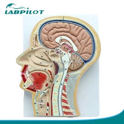 Professional Anatomical Model Median Sagittal Section of Head with Mouth Nose and Pharynx