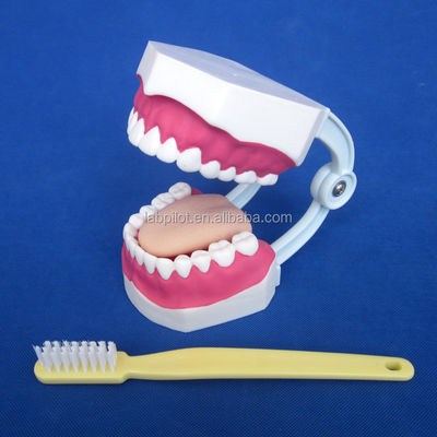 Human Life Size Dental Model 28 Teeth Tooth Brushing Model for Kindergarten Teaching