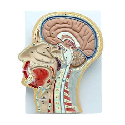 Professional Anatomical Model Median Sagittal Section of Head with Mouth Nose and Pharynx