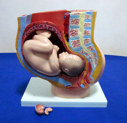 Medical Science Model Female Pelvis Fetus Uterus and Embryo at 40th Week of Pregnancy