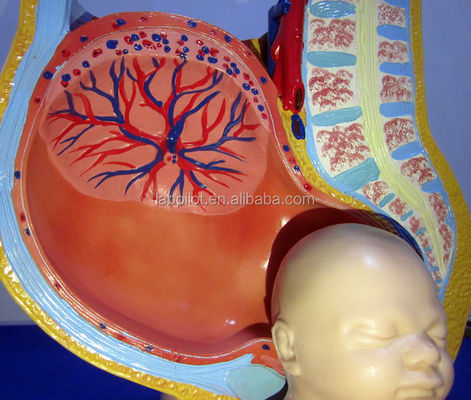 Medical Science Model Female Pelvis Fetus Uterus and Embryo at 40th Week of Pregnancy