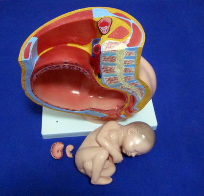 Medical Science Model Female Pelvis Fetus Uterus and Embryo at 40th Week of Pregnancy