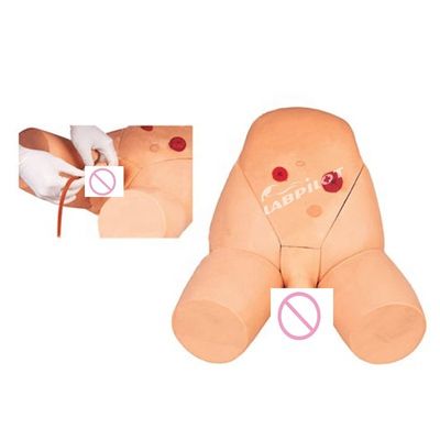 Medical Science Male and Female Catheterization Simulator for Training Practice Model