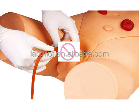 Medical Science Male and Female Catheterization Simulator for Training Practice Model