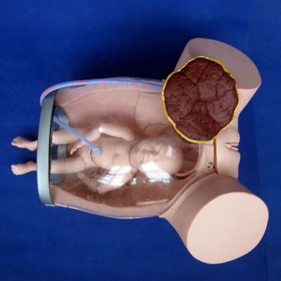 Advanced PVC Childbirth Manikin Categories for Pregnant Woman Baby Delivery Training