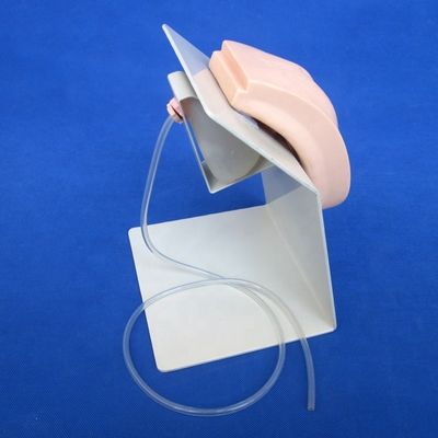 Realistic Human Manikin for Catheterization Demonstration in Female and Male Patients