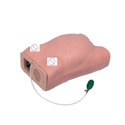 Obstetric Examination Maternity Abdominal Palpation Pregnant Women Care Manikin