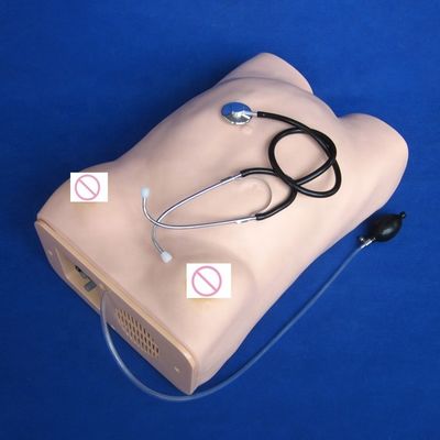 Obstetric Examination Maternity Abdominal Palpation Pregnant Women Care Manikin