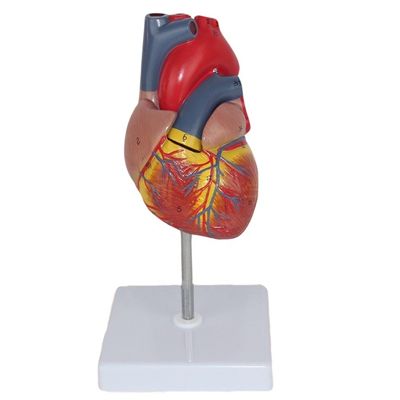 Medical Anatomy Plastic Human Heart Model for Anatomical Demonstration in Clinics