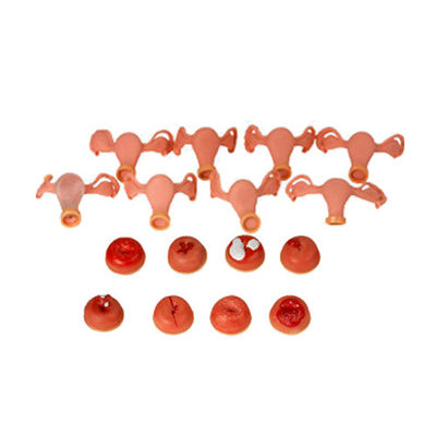 Uterus Simulator for Gynecological Anatomy Model Used in Nurse-midwifery and Maternity