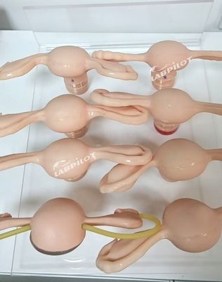 Uterus Simulator for Gynecological Anatomy Model Used in Nurse-midwifery and Maternity