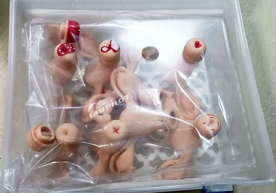 Uterus Simulator for Gynecological Anatomy Model Used in Nurse-midwifery and Maternity
