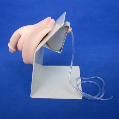 Male Bladder Model Urethral Catheterization Simulator for Patients Care Demonstration