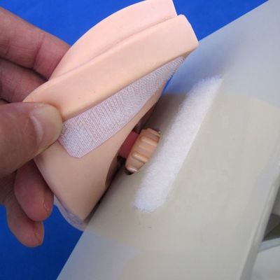 Male Bladder Model Urethral Catheterization Simulator for Patients Care Demonstration