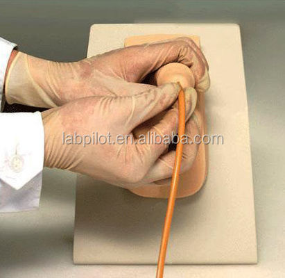 Male Bladder Model Urethral Catheterization Simulator for Patients Care Demonstration
