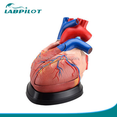 Human Heart Anatomy 3D Model for Anatomical Demonstration 3 Times Enlarged 5 Parts