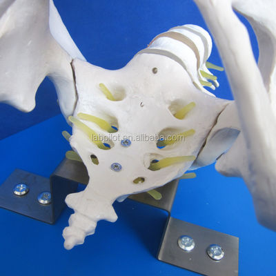 Vivid Pelvis and Fetal Heads Advanced PVC Model for Childbirth Skills Demonstration