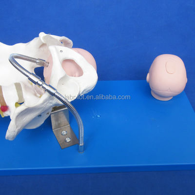 Vivid Pelvis and Fetal Heads Advanced PVC Model for Childbirth Skills Demonstration