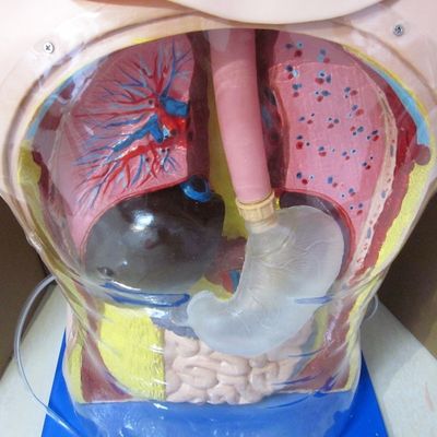 Innovative Nasal Gastric Tube and Trachea Skills Nursing Manikin with Realistic Features