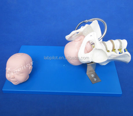 Vivid Pelvis and Fetal Heads Advanced PVC Model for Childbirth Skills Demonstration