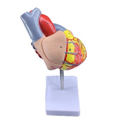 Life Size 2 Parts Medical Anatomy Human Body Parts Heart Model for Demonstration