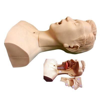 Schools' Preferred Manikin for Advanced Suction Training and Sputum Suctioning Model