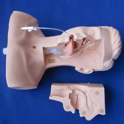 Schools' Preferred Manikin for Advanced Suction Training and Sputum Suctioning Model