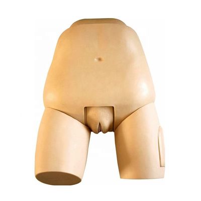 Advanced Fundus Simulator for Uterus Examination Model Postpartum Female Manikin