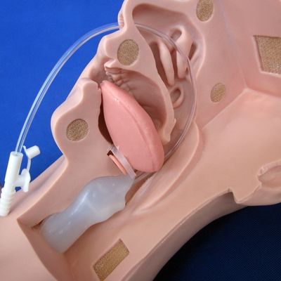 Schools' Preferred Manikin for Advanced Suction Training and Sputum Suctioning Model