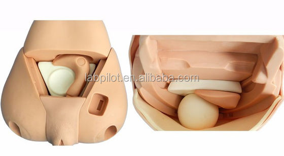 Advanced Fundus Simulator for Uterus Examination Model Postpartum Female Manikin