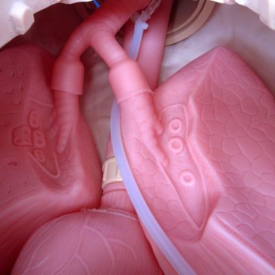 Professional Human Size Intubation and Suction Training Manikin with Nursing Function