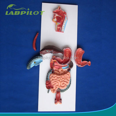 Anatomical Demonstration Relief Model of Human Digestive System for Medical Education