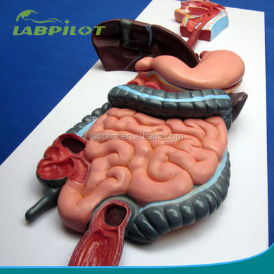 Anatomical Demonstration Relief Model of Human Digestive System for Medical Education