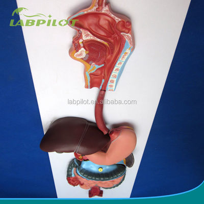 Anatomical Demonstration Relief Model of Human Digestive System for Medical Education