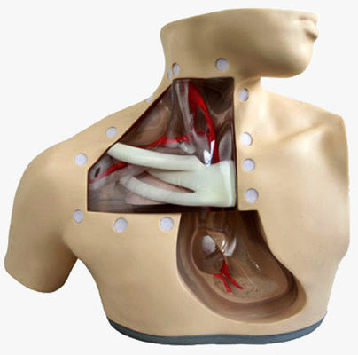 Clinical Nursing Training Models Advanced Nutrition Nursing Manikin with Heart and Vein