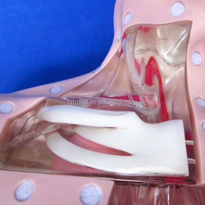 Clinical Nursing Training Models Advanced Nutrition Nursing Manikin with Heart and Vein