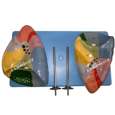 Bronchopulmonary Segments of Lung Model Human Life Size for Schools and Medical Teaching