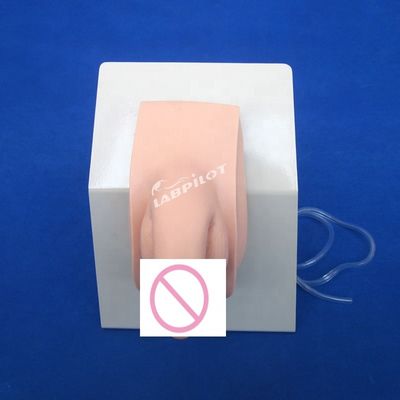 Realistic Human Manikin Economic Male Catheterization Teaching Simulator Nursing Training Model