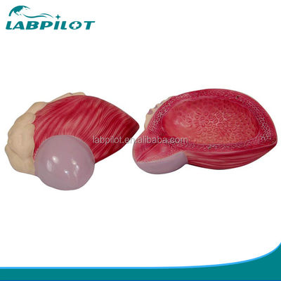 Advanced PVC Human Male Urinary Bladder Anatomical Model for Medical Professionals