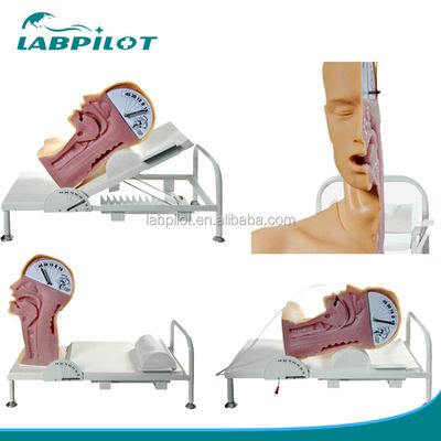 Human Life Size Advanced Swallow Mechanism Simulator for Training