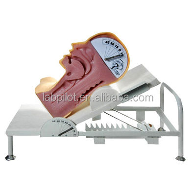 Human Life Size Advanced Swallow Mechanism Simulator for Training